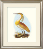 Squated Heron