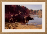 Buy Monarchs of the Wilderness at AllPosters.com