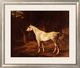 Buy Forest Dapple at AllPosters.com