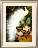 Buy White Peacocks at AllPosters.com