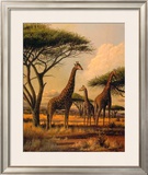 Buy Giraffe Family at AllPosters.com