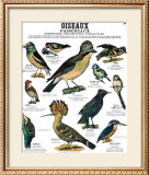 Song Bird Teaching Chart