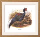 Swinhoe's Pheasant