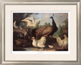 Buy Barnyard with Chickens at AllPosters.com