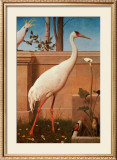 Buy Indian Crane, Cockatoo, Bullfinch and Thrush at AllPosters.com