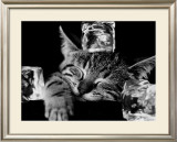 Buy Kool Kat II at AllPosters.com