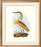 Squated Heron