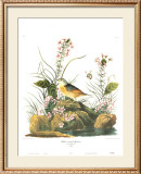 Yellow-Winged Sparrow