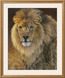 Power and Presence: African Lion