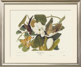 Black-Billed Cuckoo