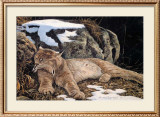 Time to Rest Lynx