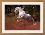Buy Horse at AllPosters.com