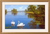 Buy Swans on the Lake at AllPosters.com
