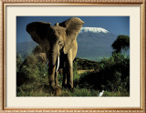 Buy Kenyan Elephant at AllPosters.com