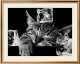 Buy Kool Kat II at AllPosters.com