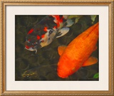 Green Rock Japanese Koi II