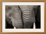 Calin d'Elephants