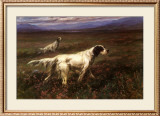 Setters on the Moors