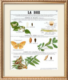 Silk Teaching Chart