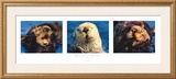 Otter Suite