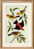 Louisiana Tanager, Scarlet Tanager