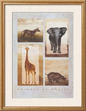 Buy Animals of Africa at AllPosters.com