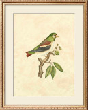 Buy Selby Birds V at AllPosters.com