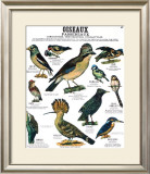 Song Bird Teaching Chart