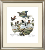 Asian Birds