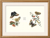 Buy Entomology I at AllPosters.com