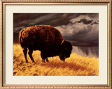 Buy Buffalo at AllPosters.com
