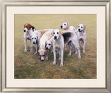 Seven V.W.H. Foxhounds