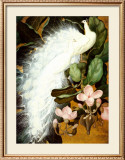 White Peacocks