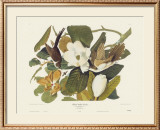 Black-Billed Cuckoo