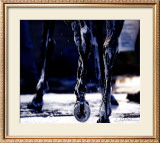 Buy War Emblem's Legs at AllPosters.com