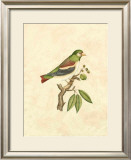 Buy Selby Birds V at AllPosters.com