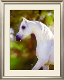 Buy Graceful Beauty at AllPosters.com