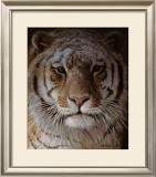 Tiger Portrait