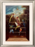 Buy Aviary at AllPosters.com