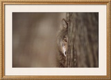 Buy Gray Wolf at AllPosters.com