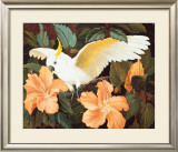 Cockatoo and Hibiscus