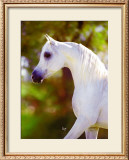 Buy Graceful Beauty at AllPosters.com