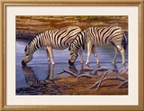 Buy Zebras Drinking at AllPosters.com