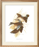 Buy Blue Winged Teal at AllPosters.com