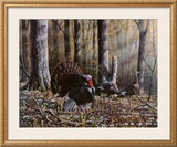 Wild Turkeys