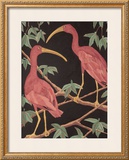 Buy Scarlet Ibis II at AllPosters.com