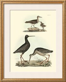Selby Sandpipers I