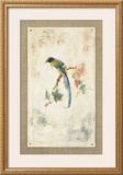 Blue Magpie