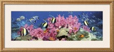 Buy Under the Sea at AllPosters.com