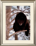 Buy Out on Limb at AllPosters.com